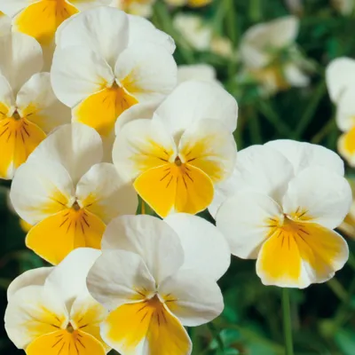 Viola x cornuta ICE BABIES® F1 Cream Yellow Lip