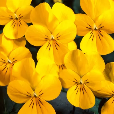 Viola x cornuta ICE BABIES® F1 Golden Yellow
