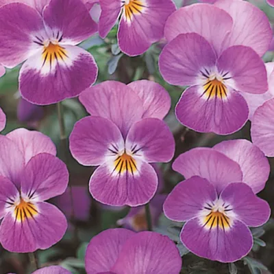 Viola x cornuta ICE BABIES® F1 Rose Face