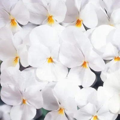 Viola x cornuta ICE BABIES® F1 White