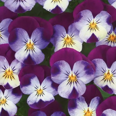 Viola x cornuta ICE BABIES® F1 White Purple Wing