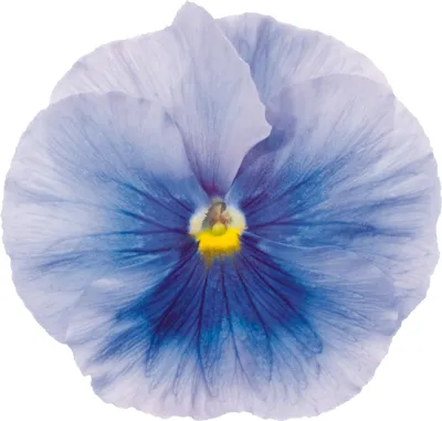 Viola x wittrockiana CARNEVAL® EARLY F1 Azure