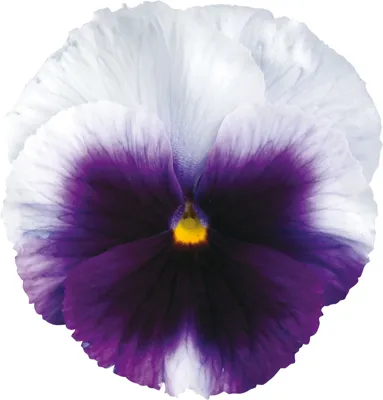 Viola x wittrockiana CARNEVAL® EARLY F1 Beaconsield
