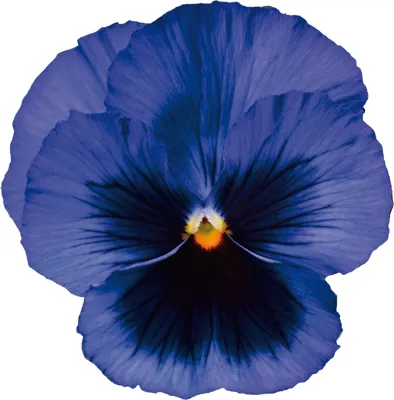 Viola x wittrockiana CARNEVAL® EARLY F1 Blue with Blotch