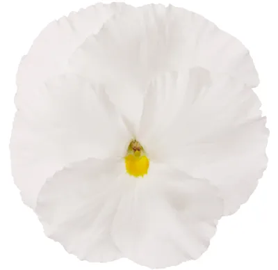 Viola x wittrockiana CARNEVAL® EARLY F1 Clear White