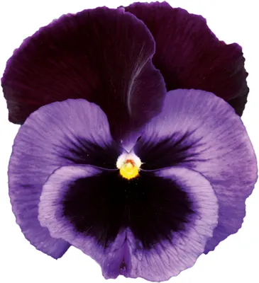 Viola x wittrockiana CARNEVAL® EARLY F1 Denim