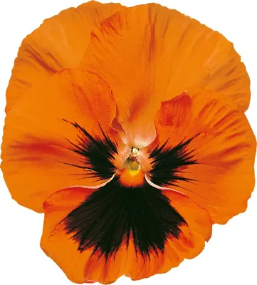 Viola x wittrockiana CARNEVAL® EARLY F1 Orange with Blotch