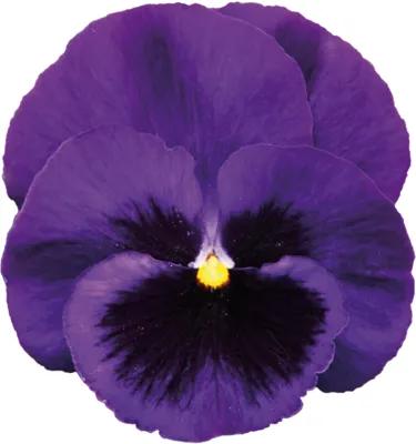 Viola x wittrockiana CARNEVAL® EARLY F1 Purple with Blotch