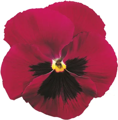 Viola x wittrockiana CARNEVAL® EARLY F1 Rose with Blotch
