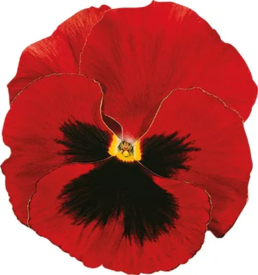 Viola x wittrockiana CARNEVAL® EARLY F1 Scarlet with Blotch