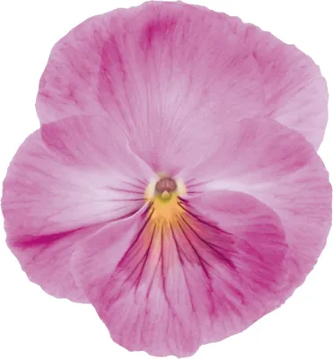 Viola x wittrockiana CARNEVAL® EARLY F1 Soft Pink