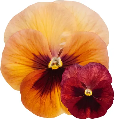 Viola x wittrockiana CARNEVAL® EARLY F1 Terracotta