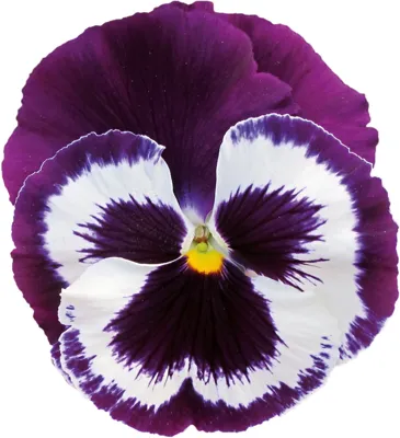 Viola x wittrockiana CARNEVAL® EARLY F1 Violet Face