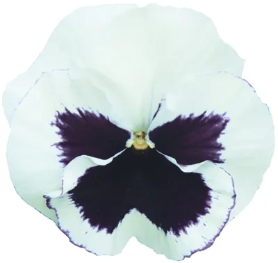Viola x wittrockiana CARNEVAL® EARLY F1 White with Blotch