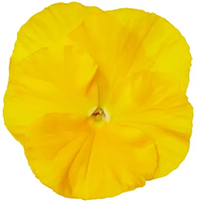 Viola x wittrockiana CARNEVAL® EARLY F1 Yellow