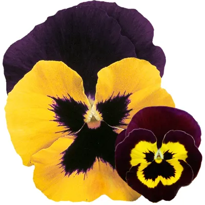 Viola x wittrockiana CARNEVAL® EARLY F1 Yellow Purple Wing