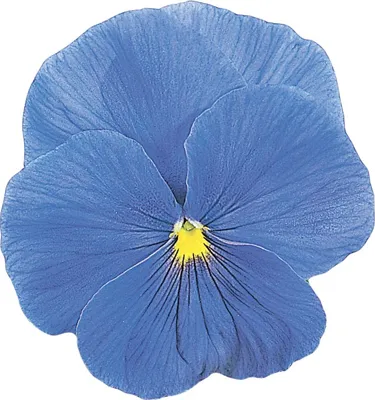 Viola x wittrockiana CARNEVAL® F1 Azure