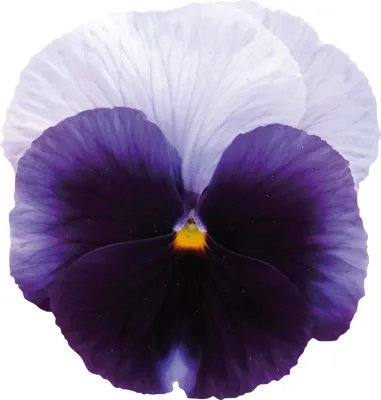 Viola x wittrockiana CARNEVAL® F1 Beaconsield