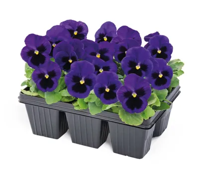Viola x wittrockiana CARNEVAL® F1 Blue with Blotch