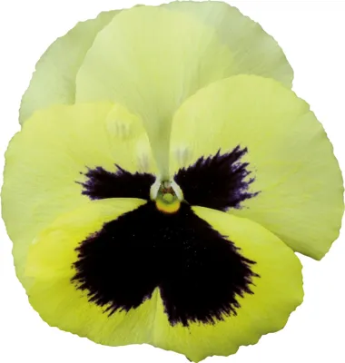 Viola x wittrockiana CARNEVAL® F1 Citrus with Blotch