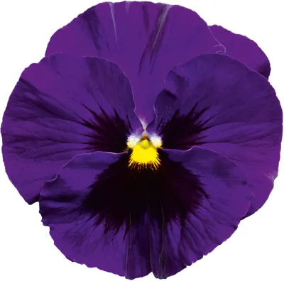 Viola x wittrockiana CARNEVAL® F1 Deep Blue with Blotch