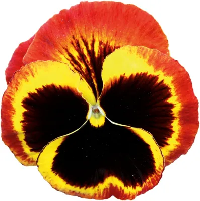 Viola x wittrockiana CARNEVAL® F1 Fire