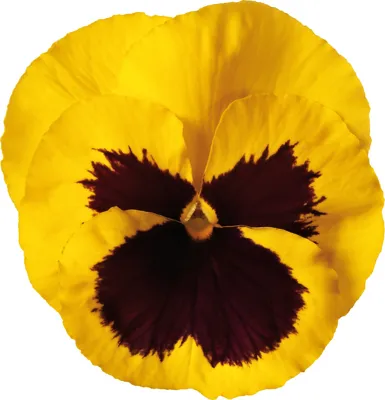 Viola x wittrockiana CARNEVAL® F1 Gold with Blotch