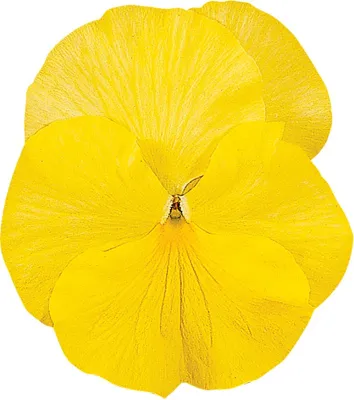 Viola x wittrockiana CARNEVAL® F1 Lemon