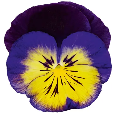 Viola x wittrockiana CARNEVAL® F1 Midnight Glow