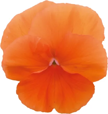 Viola x wittrockiana CARNEVAL® F1 Orange