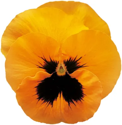 Viola x wittrockiana CARNEVAL® F1 Orange with Blotch