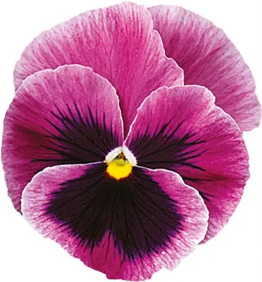 Viola x wittrockiana CARNEVAL® F1 Pink Shades Blotch