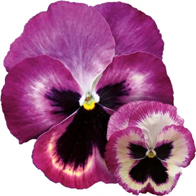 Viola x wittrockiana CARNEVAL® F1 Rose Ice