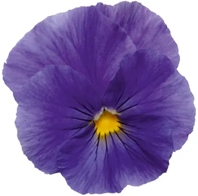 Viola x wittrockiana CARNEVAL® F1 True Blue