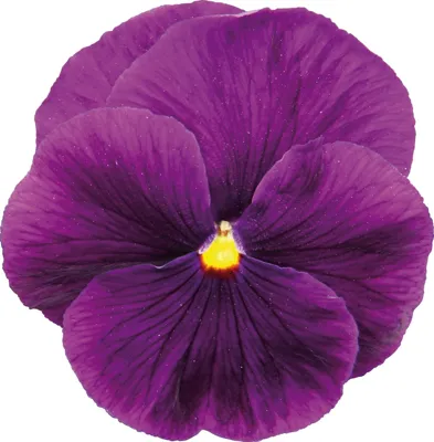 Viola x wittrockiana CARNEVAL® F1 Violet