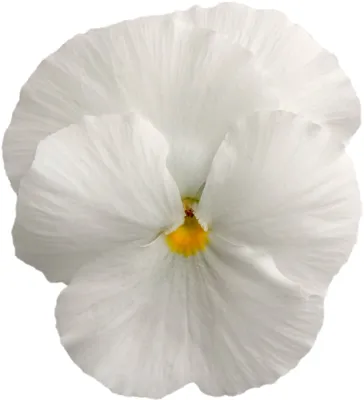 Viola x wittrockiana CARNEVAL® F1 White