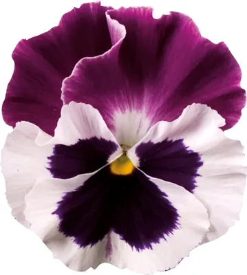 Viola x wittrockiana CARNEVAL® F1 White Burgundy Wing