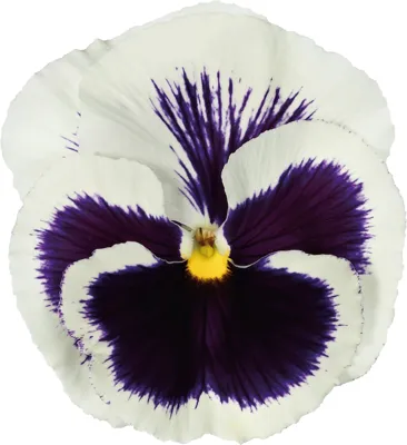 Viola x wittrockiana White with Blotch