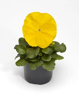 Viola x wittrockiana Yellow