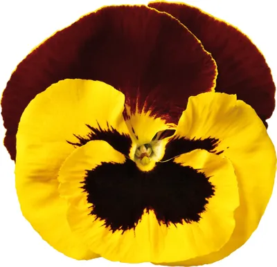 Viola x wittrockiana Yellow Red Wing