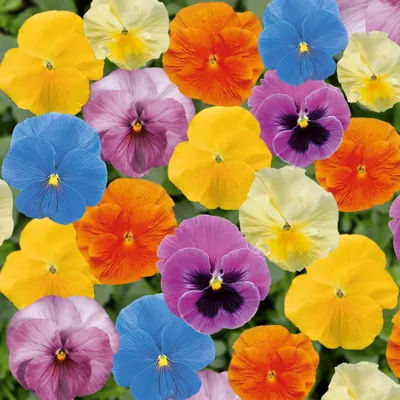 Viola x wittrockiana CARNEVAL® F1 Pastel Mix
