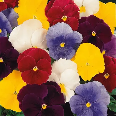 Viola x wittrockiana CARNEVAL® F1 Pure Colour Mix