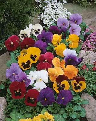 Viola x wittrockiana CARNEVAL® F1 Complete Mix