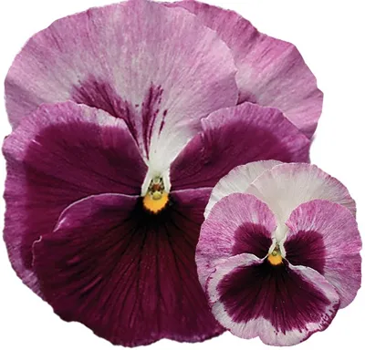 Viola x wittrockiana Amarena