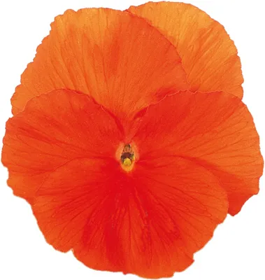 Viola x wittrockiana Deep Orange