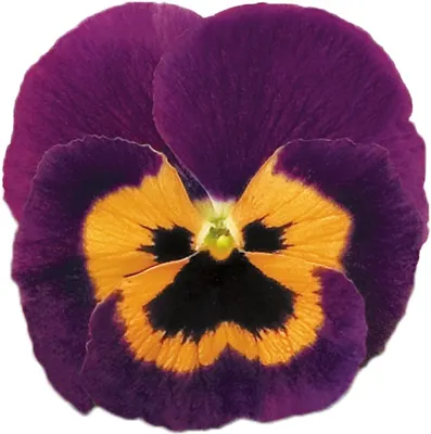 Viola x wittrockiana Violet and Orange