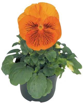 Viola x wittrockiana Cats® F1Orange