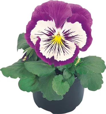Viola x wittrockiana CATS® F1 Purple and White