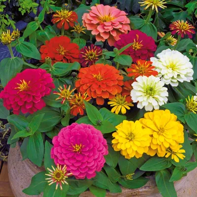 Zinnia elegans COLUMBUS F1 Mix