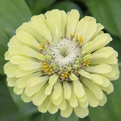 Zinnia elegans QUEENY Lime